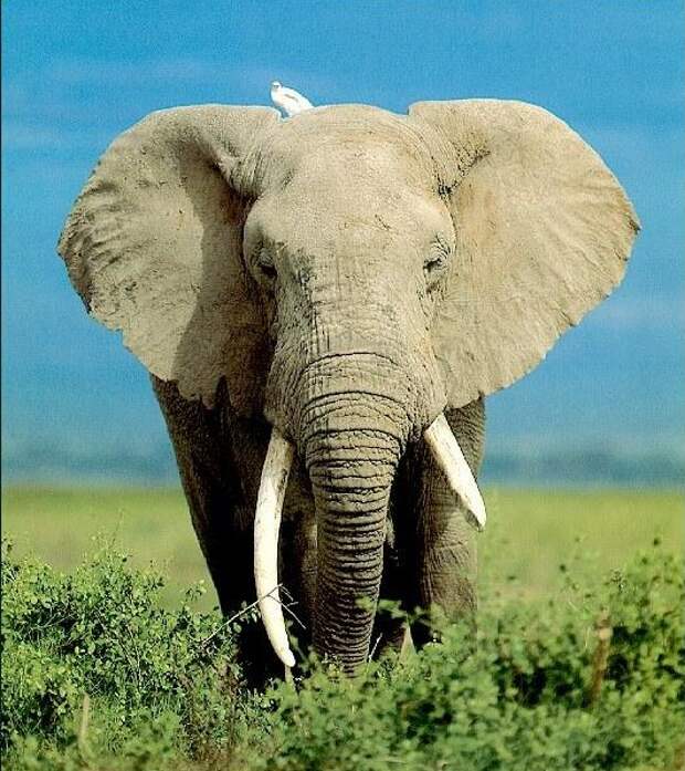 Elephants books. Хоботные (млекопитающие). Отряды млекопитающих хоботные. Хоботные слоны. Отряд хоботные что такое хобот.