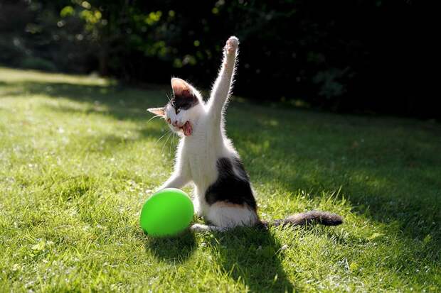 15 правил жизни настоящего кота catrules11 15 правил жизни настоящего кота