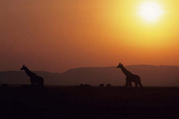 11masai-mara