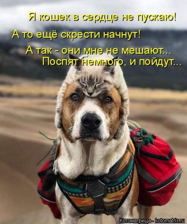 Лучшие котоматрицы недели (50 фото)