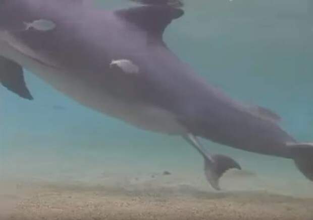 Хвостик появился видео, животные, рождение дельфина