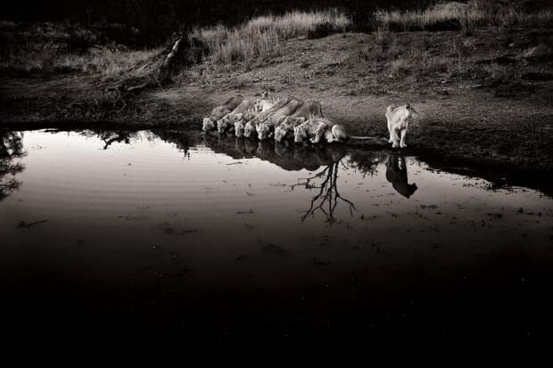 Львы на водопое в национальном парке Крюгер в ЮАР.  Фотограф Генрих ван ден Берг опубликовал уже 20 книг со своими работами