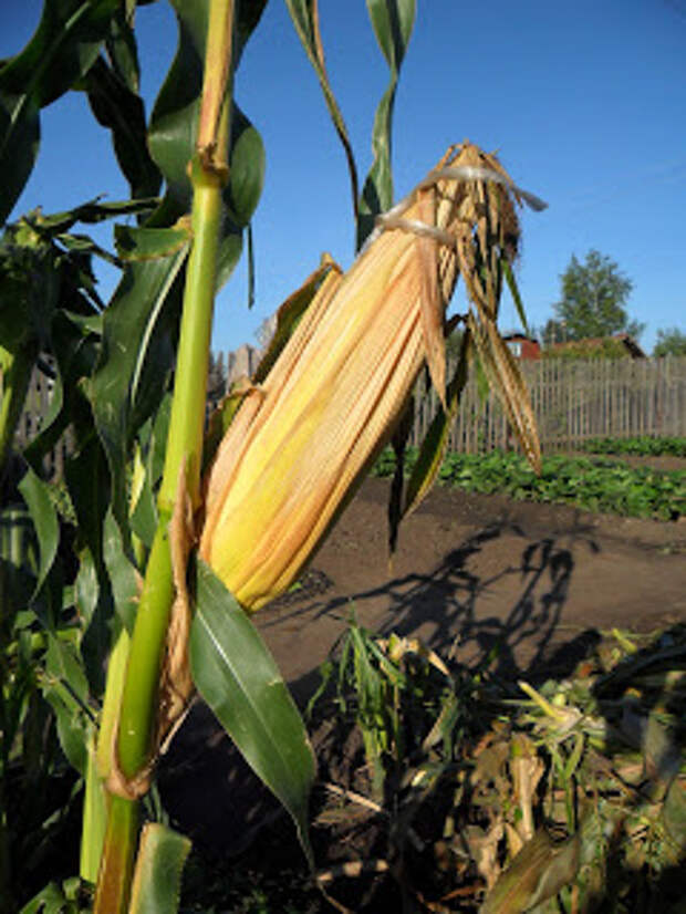 Семенной початок кукурузы