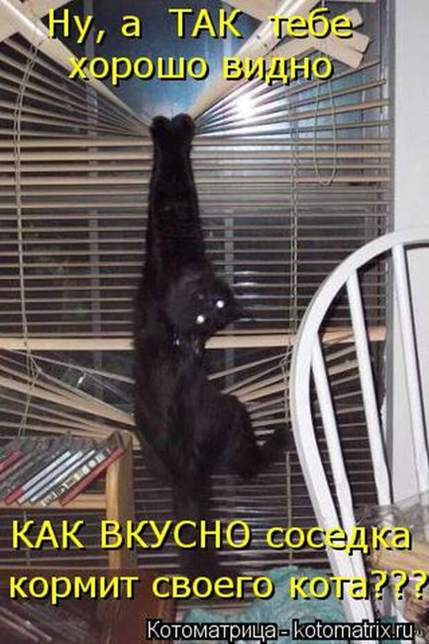 Котоматрицы(картинки с надписями)