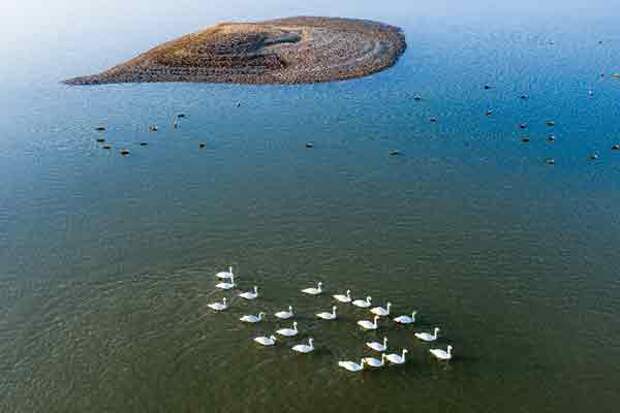На крупнейшее пресноводное озеро Китая прилетели более 600 тысяч птиц