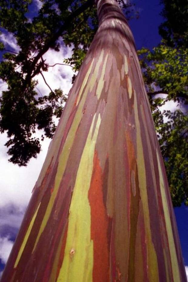 Радужный эвкалипт (Eucalyptus deglupta). Фото Радужный эвкалипт (Eucalyptus deglupta). Фото