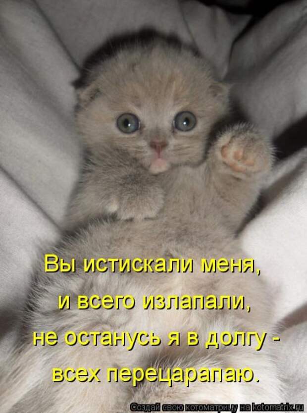 Котоматрица новая и прикольная (37 фото)