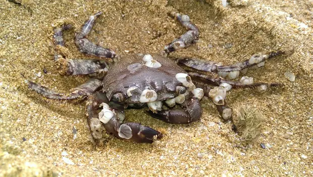 мерзкие приколы