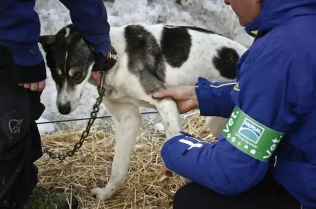 Plemeno husky (34 fotografií)
