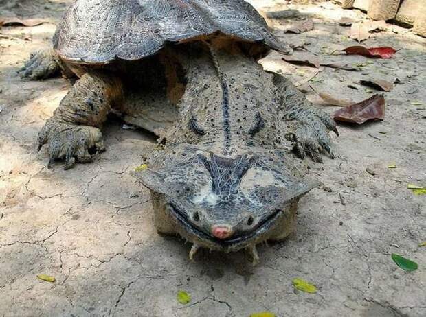 Обнаружен новый вид самой причудливой черепахи на свете