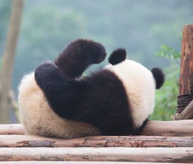Большие панды больше не являются исчезающим видом!