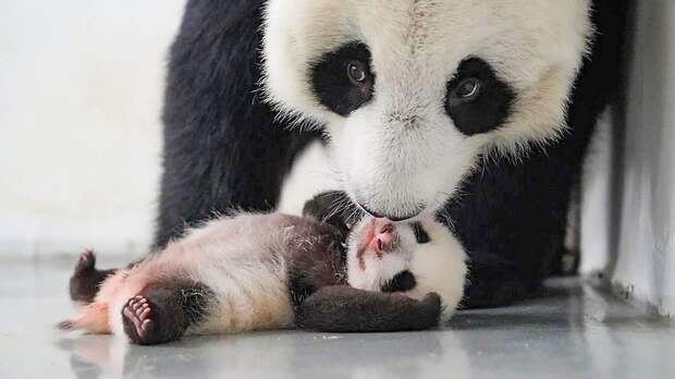 Более 250 тыс человек участвуют в выборе имени для панды из Московского зоопарка