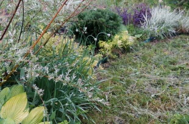 Лук-слизун (Allium nutans) на цветнике в фазе бутонизации Лук-слизун (Allium nutans) на цветнике в фазе бутонизации