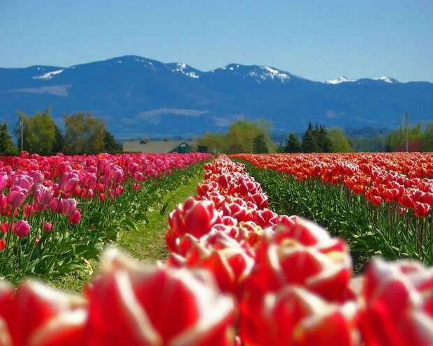 tulips22 tulips22 Самые яркие тюльпаны со всего света