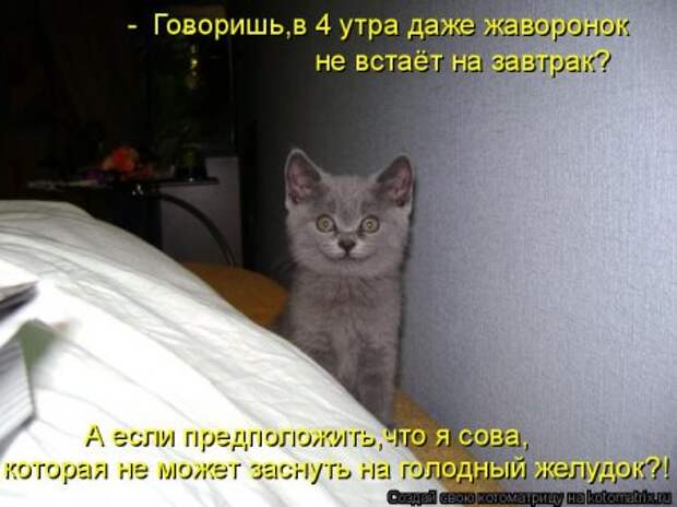 1451492386_kotomatritsa_el