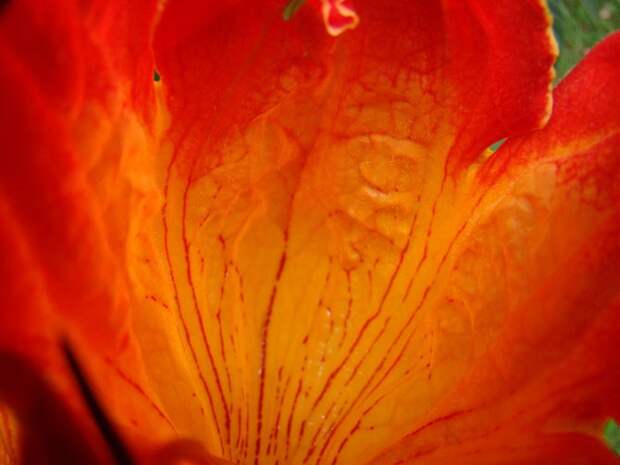 Удивительное африканское тюльпанное дерево - Спатодея