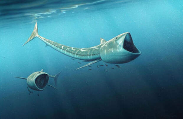 Древние рыбы Rhinconichthys purgatoirensis и Rhinconichthys uyenoi. биология, живая природа, мутант, наука, неопознанное существо