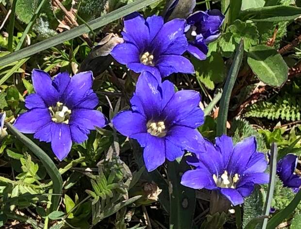 Горечавка Gentiána