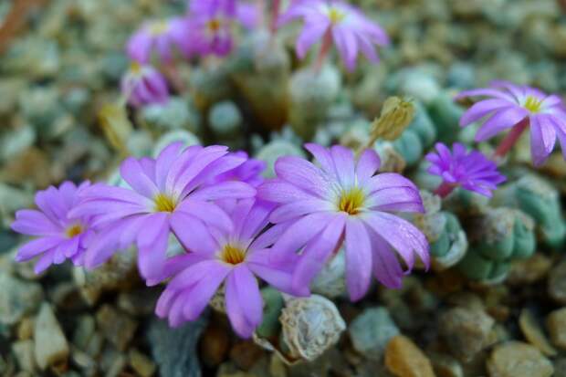 Конофитум (Conophytum herreanthus)