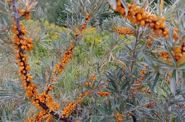 В Роспотребнадзоре назвали топ‑5 продуктов с витамином C