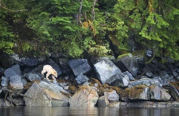 Кермодский медведь является подвидом американского черного медведя (барибала) Британская Колумбия, животные, канада, кермодский медведь, природа, фото, фотограф