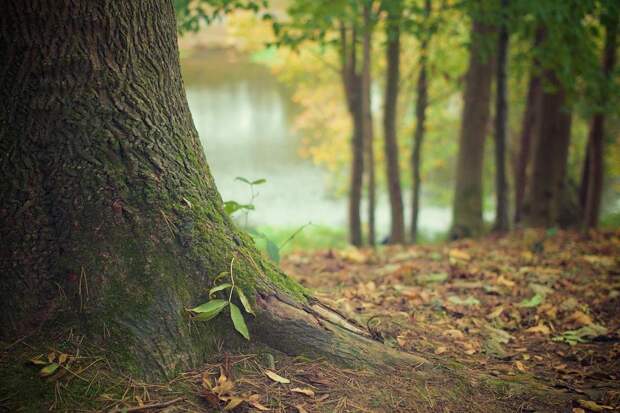 Лес. Фото pixabay.com