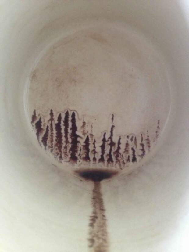 Кофейный лес