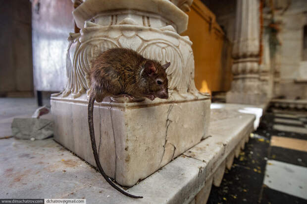 Храм крыс Шри Карни Мата в Индии