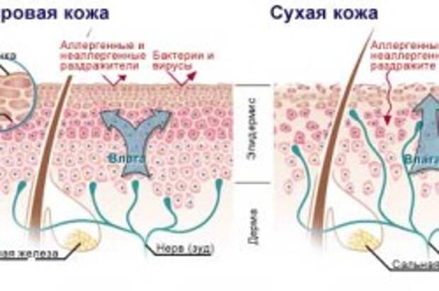 Внутренние факторы, влияющие на способность кожи удерживать влагу