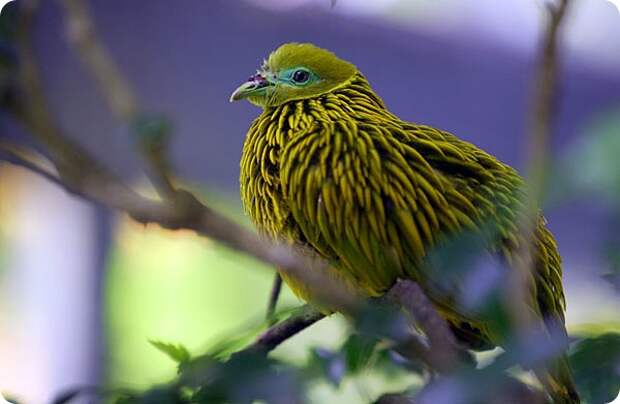 Золотой пестрый голубь (лат.Ptilinopus luteovirens)