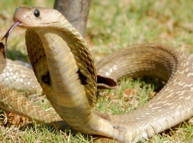 Посреди ночи эта семья услышала ужасные стоны. Выйдя на улицу, они не поверили своим глазам