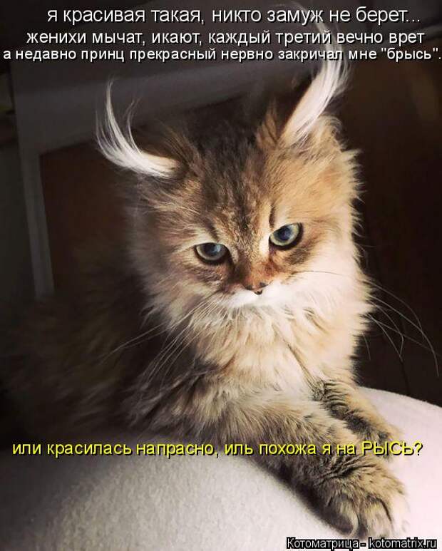Котоматрица: я красивая такая, никто замуж не берет... женихи мычат, икают, каждый третий вечно врет а недавно принц прекрасный нервно закричал мне "брысь"