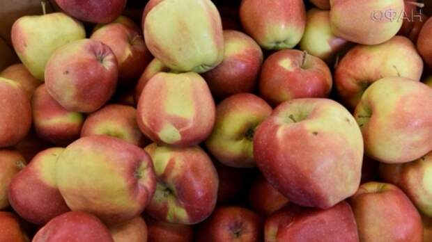 Генпрокуратура РФ рассказала о фокусах с поставками яблок из Белоруссии