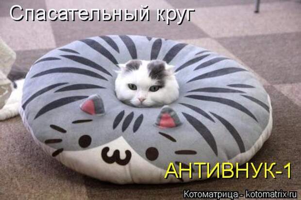 Лучшие котоматрицы недели (50 фото)