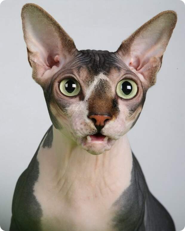 Канадский сфинкс