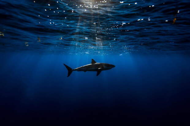 Акулы в фотографиях George Probst