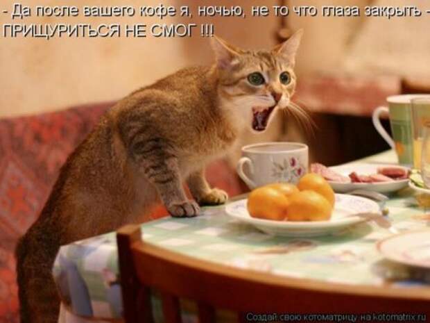 Лучшие котоматрицы недели (29 фото)