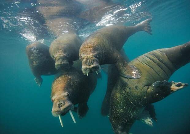 Где-то в Карском море. https://visitsiberia.info/