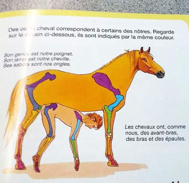 3. В этом учебнике сравнивают кости лошади и человека. Так сказать развивают воображение у детей.. интересно, приколы, фото
