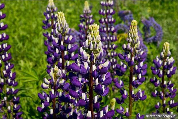 Цветущие поля лета