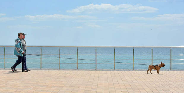 Pet-friendly-туризм по ГОСТу: как Крым задает новые стандарты отдыха с питомцами