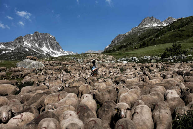 Фоторепортаж о жизни пастуха в Альпах