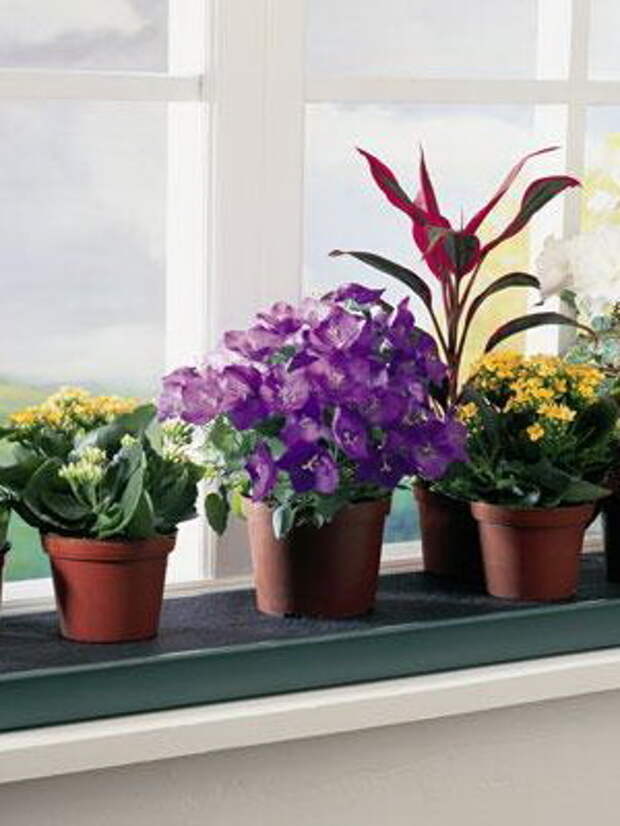 Уход за комнатными растениями зимой: советы цветоводов