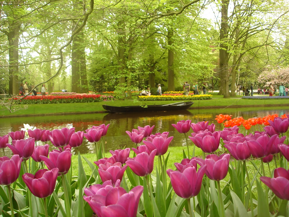 tulips02 Самые яркие тюльпаны со всего света