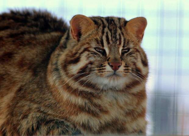 Амурский лесной кот