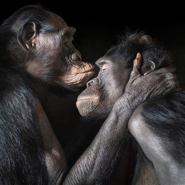 Пара карликовых шимпанзе бонобо