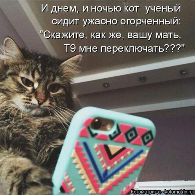 Лучшие котоматрицы недели (50 фото)