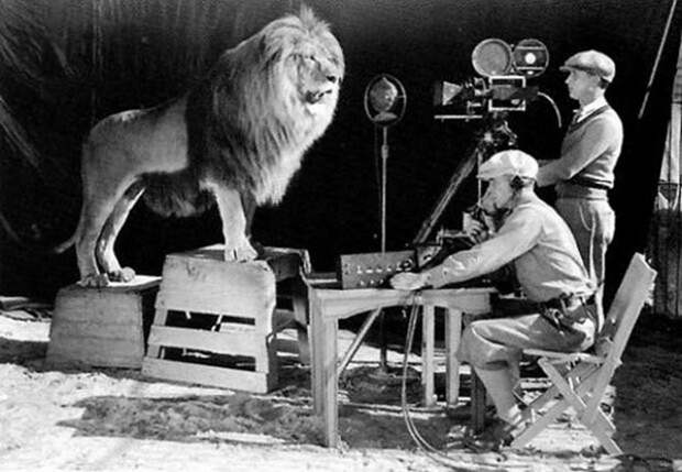 Операторы записывают львиный рёв для логотипа кинокомпании Metro Goldwyn Mayer