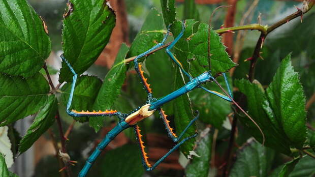 В Московском зоопарке впервые появились мятные палочники