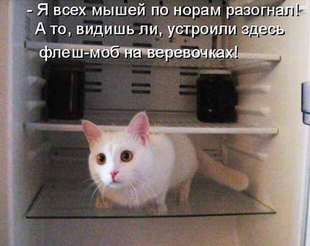 Кулинарные котоматрицы